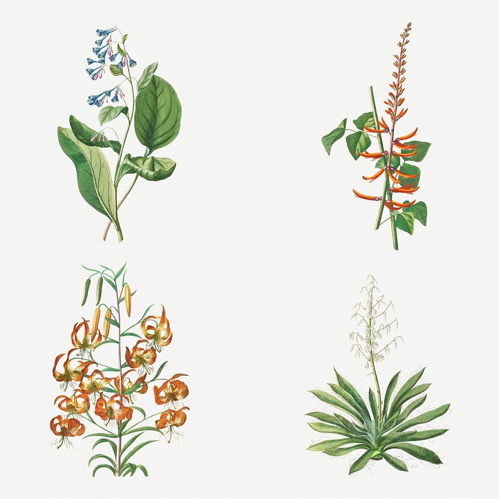 Vintage illustration set of African corn lily, coral tree, corn lily, and yucca