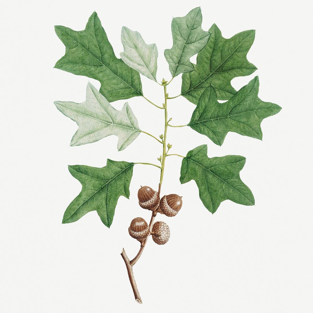 Illustration of Bear's Oak or Quercus Banisteri template