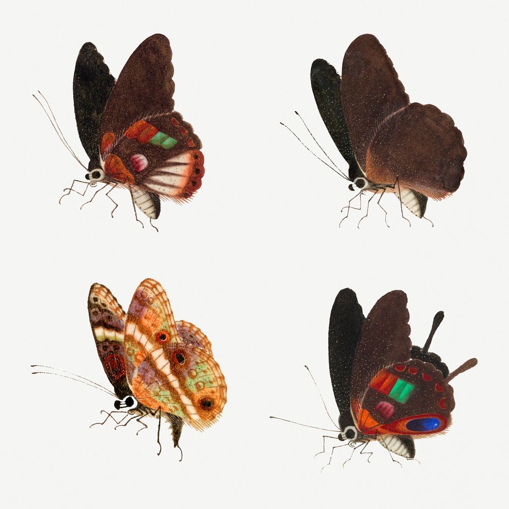 Psd butterfly insect vintage illustration set