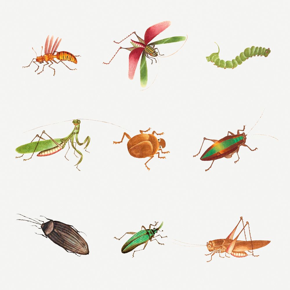 Grasshopper, bug and caterpillar psd vintage illustration set