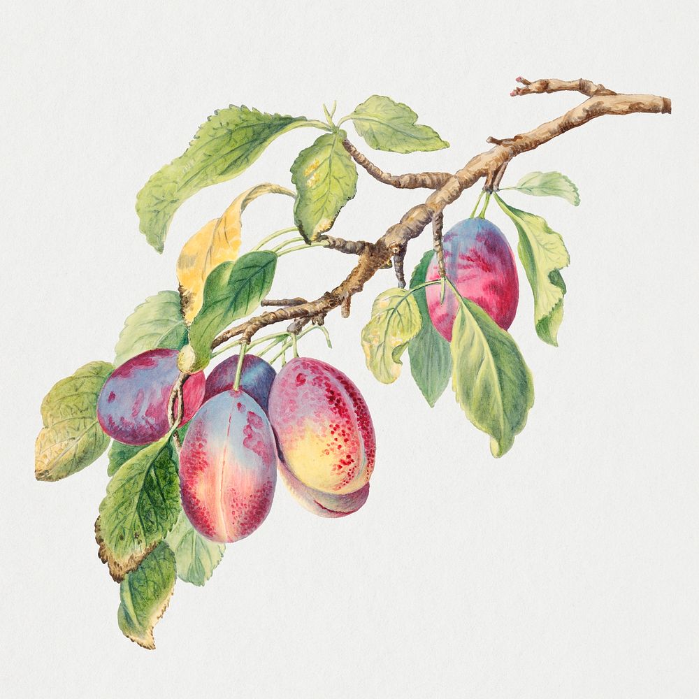 Vintage plums branch illustration, remixed from the 18th-century artworks from the Smithsonian archive.