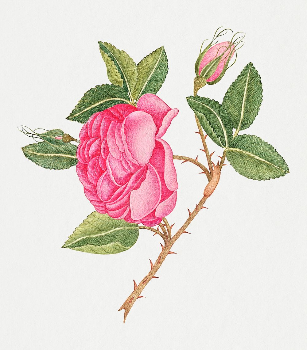 Vintage pink roses illustration, remixed from the 18th-century artworks from the Smithsonian archive.