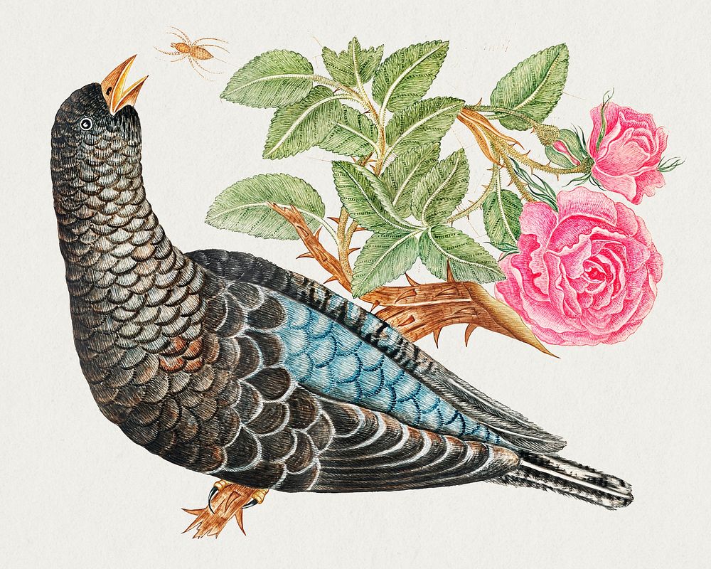 The 18th century illustration of a blue black bird on rose branch with spider. Original from The Smithsonian. Digitally…