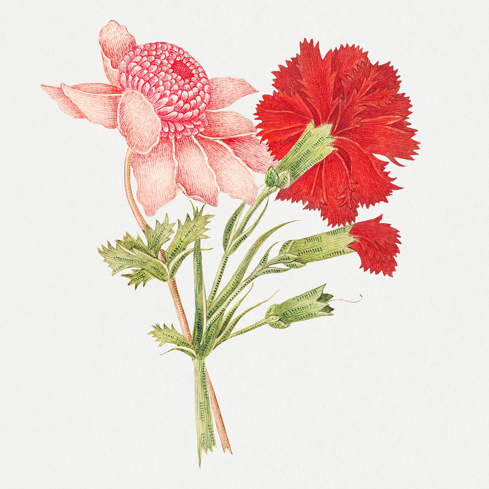 Vintage flowers illustration, remixed from the 18th-century artworks from the Smithsonian archive.