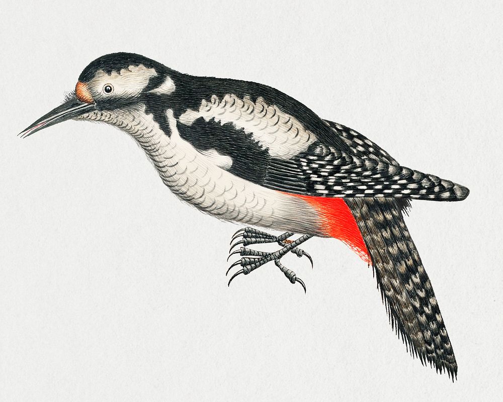 Vintage bird illustration, remixed from the 18th-century artworks from the Smithsonian archive. 