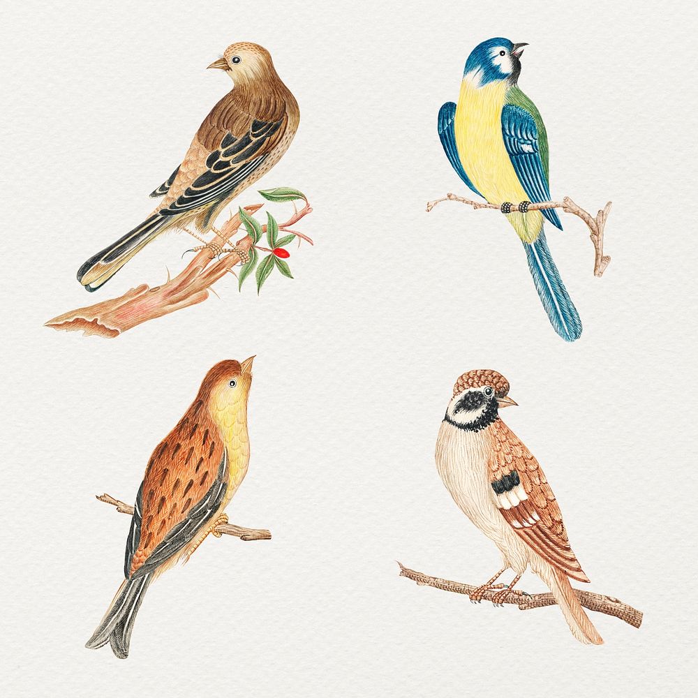 Psd bird watercolor set, remixed from the 18th-century artworks from the Smithsonian archive.