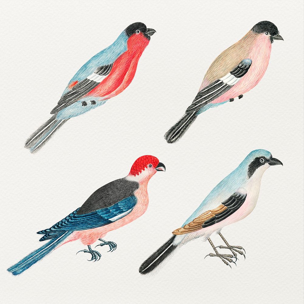 Watercolor vintage psd bird set, remixed from the 18th-century artworks from the Smithsonian archive.