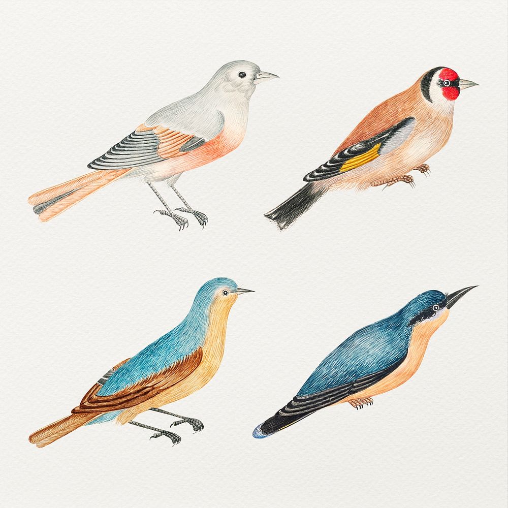 Psd bird watercolor set, remixed from the 18th-century artworks from the Smithsonian archive.