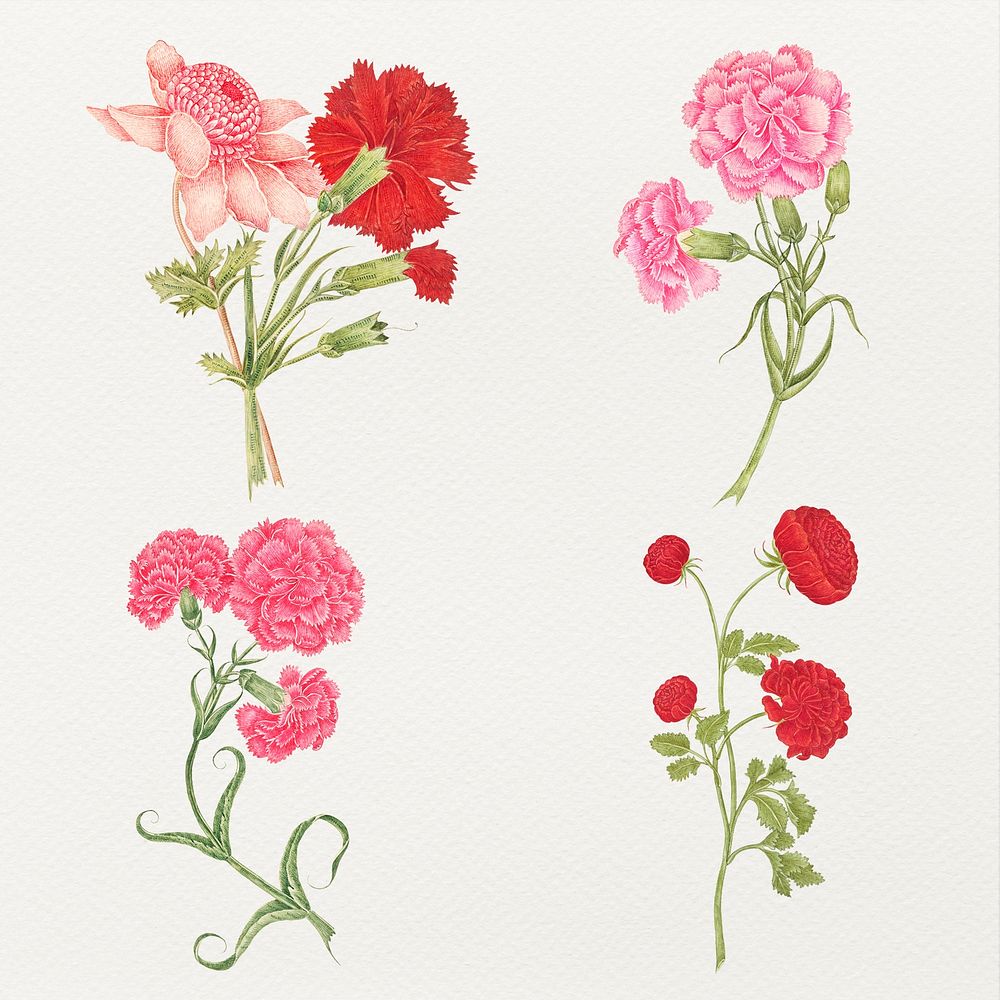 Vintage flowers psd illustration set, remixed from the 18th-century artworks from the Smithsonian archive.
