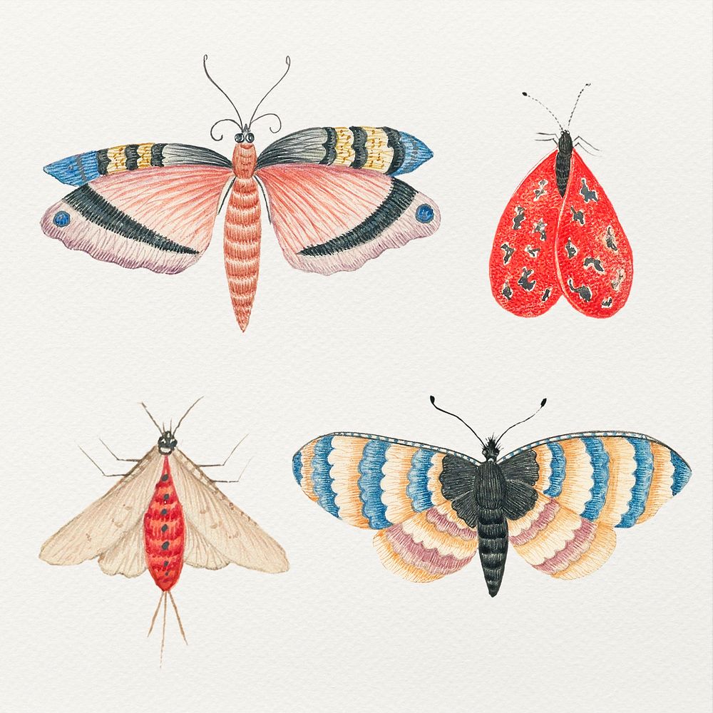 Vintage butterfly and moth watercolor illustration set, remixed from the 18th-century artworks from the Smithsonian archive.