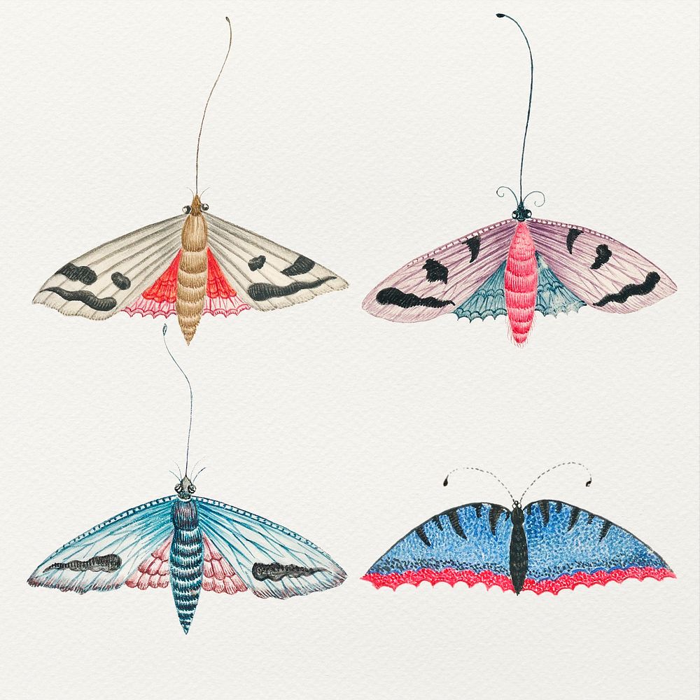 Vintage butterfly and moth watercolor illustration set, remixed from the 18th-century artworks from the Smithsonian archive.