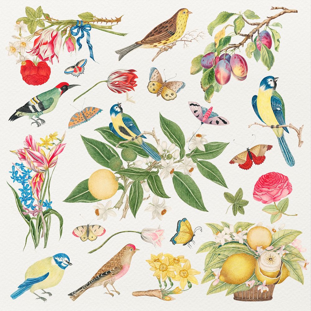 Vintage birds and blossoms psd illustration, remixed from the 18th-century artworks from the Smithsonian archive.