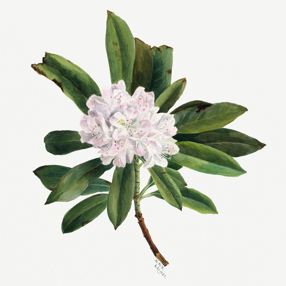 Rhododendron psd summer flower botanical vintage illustration