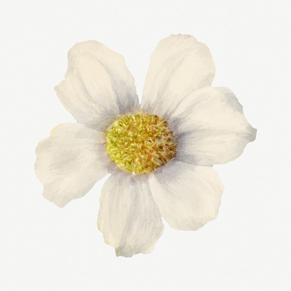 Pacific dogwood vector flower botanical vintage, remixed from the artworks by Mary Vaux Walcott