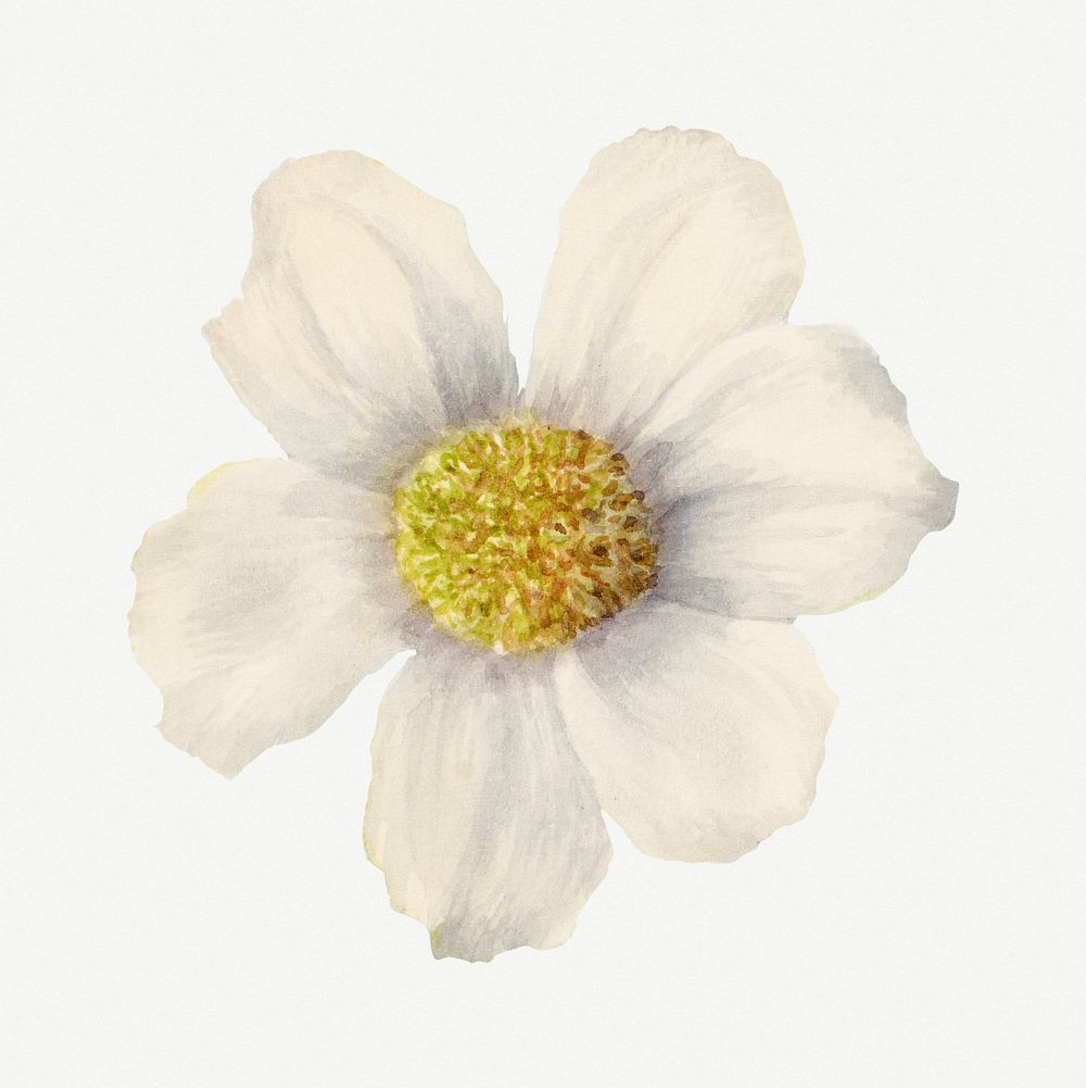 Pacific dogwood psd flower botanical vintage illustration