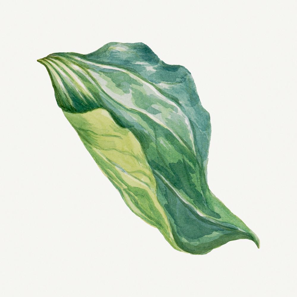 Wake robin leaf flower botanical illustration, remixed from the artworks by Mary Vaux Walcott