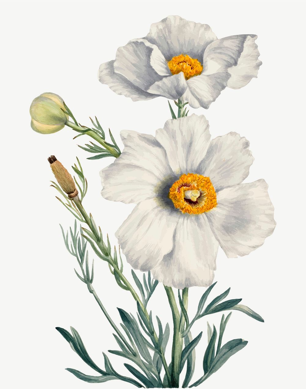White Matilija poppies flower vector botanical illustration, remixed from the artworks by Mary Vaux Walcott