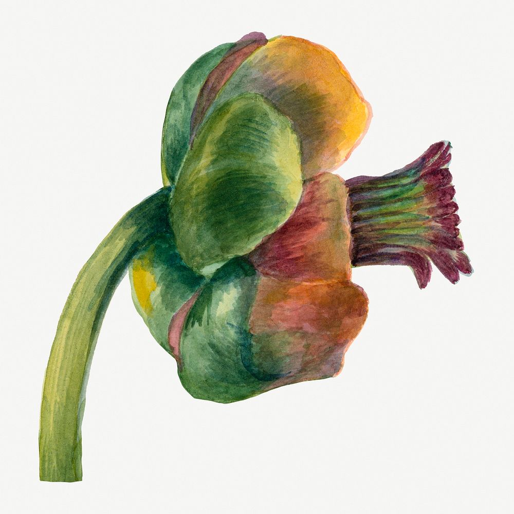 Nuphar lutea flower botanical vintage illustration, remixed from the artworks by Mary Vaux Walcott