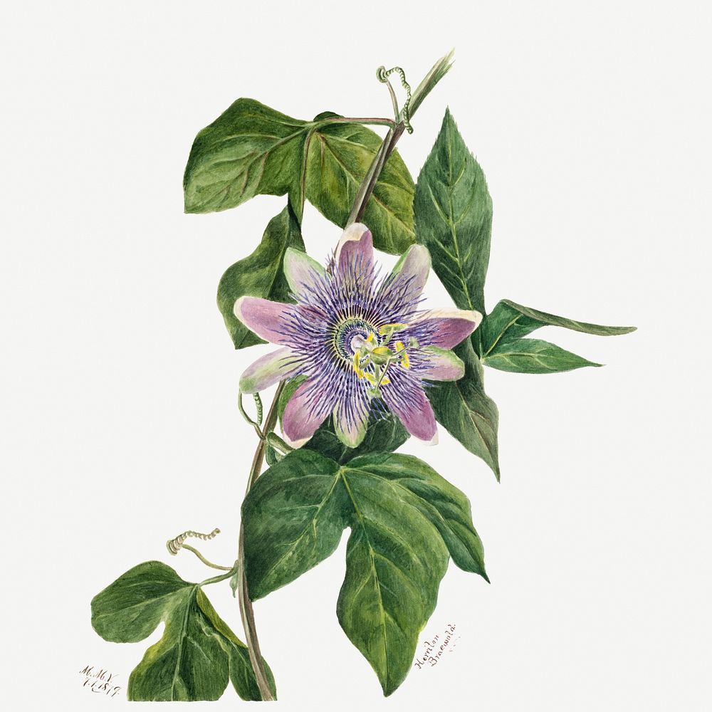 Passion flower psd botanical vintage illustration