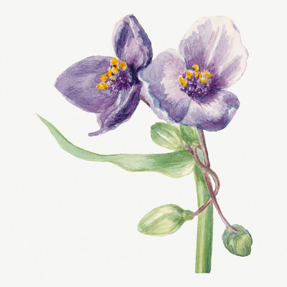 Virginia spiderwort flower botanical illustration, remixed from the artworks by Mary Vaux Walcott