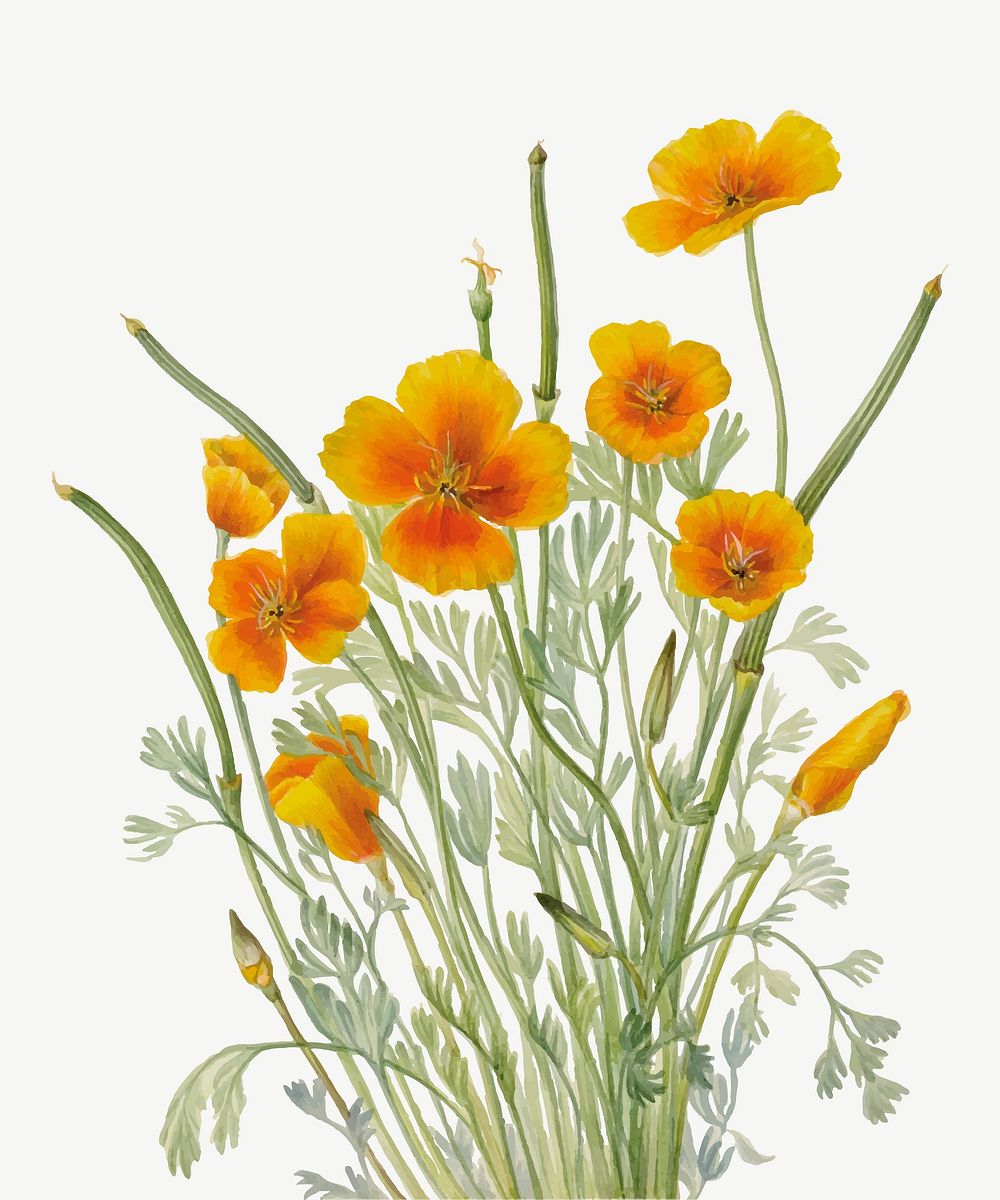Yellow mexican poppy flower vector botanical illustration watercolor, remixed from the artworks by Mary Vaux Walcott