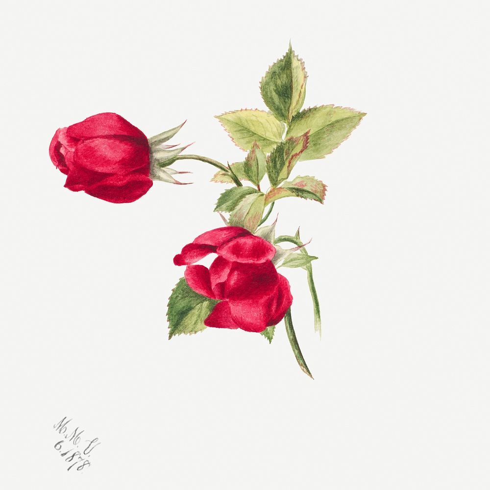 Rose (1878) by Mary Vaux Walcott. Original from The Smithsonian. Digitally enhanced by rawpixel.