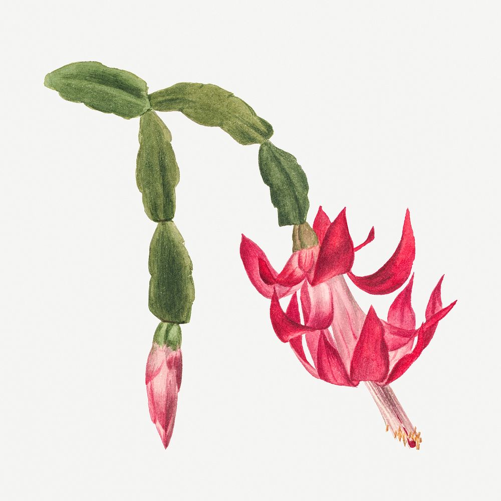 Pink flower psd botanical illustration watercolor