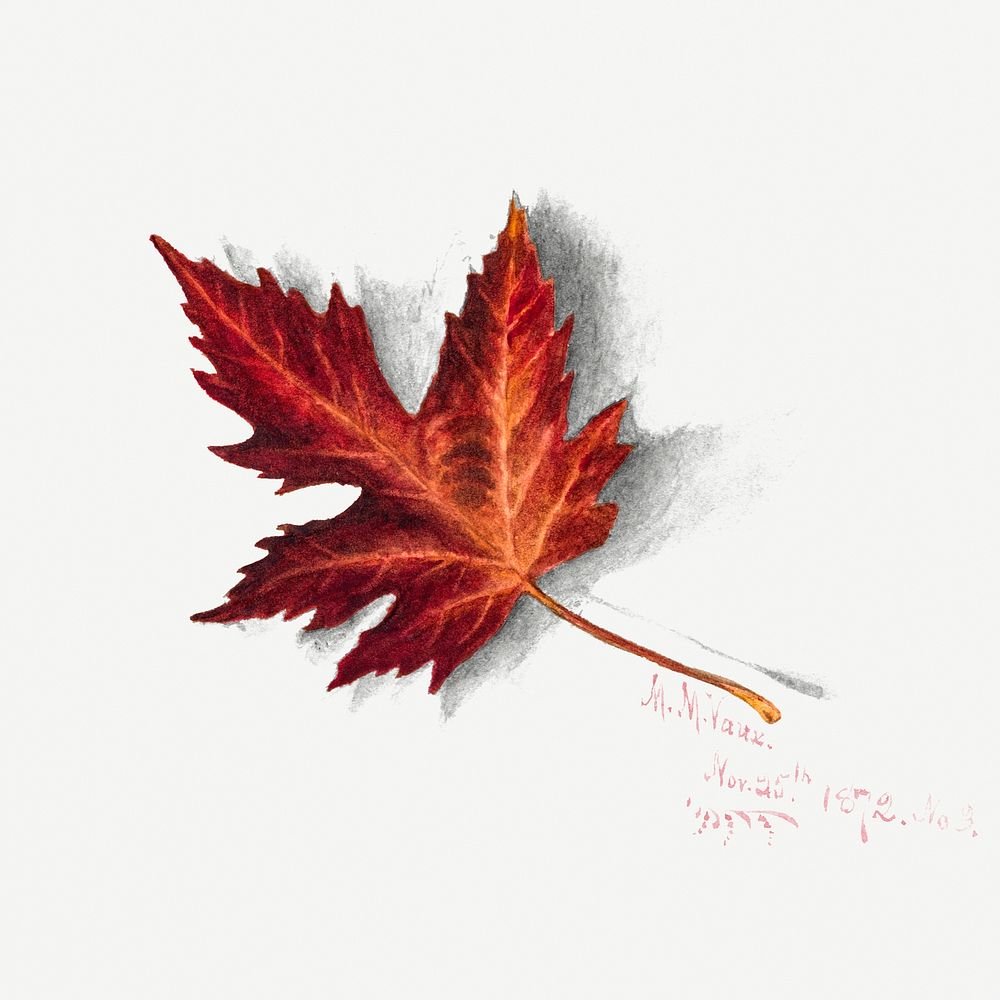 Autumn leaf psd botanical illustration watercolor