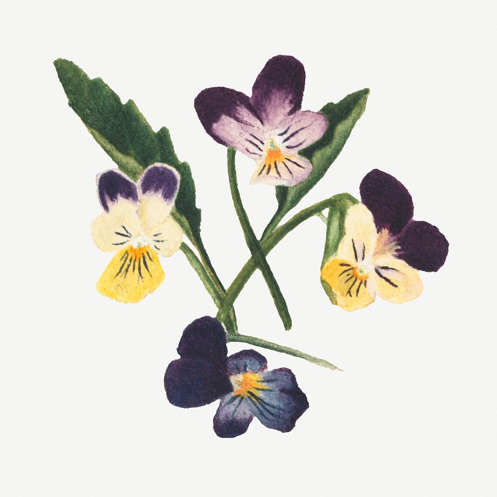 Purple yellow pansy flower psd botanical illustration watercolor