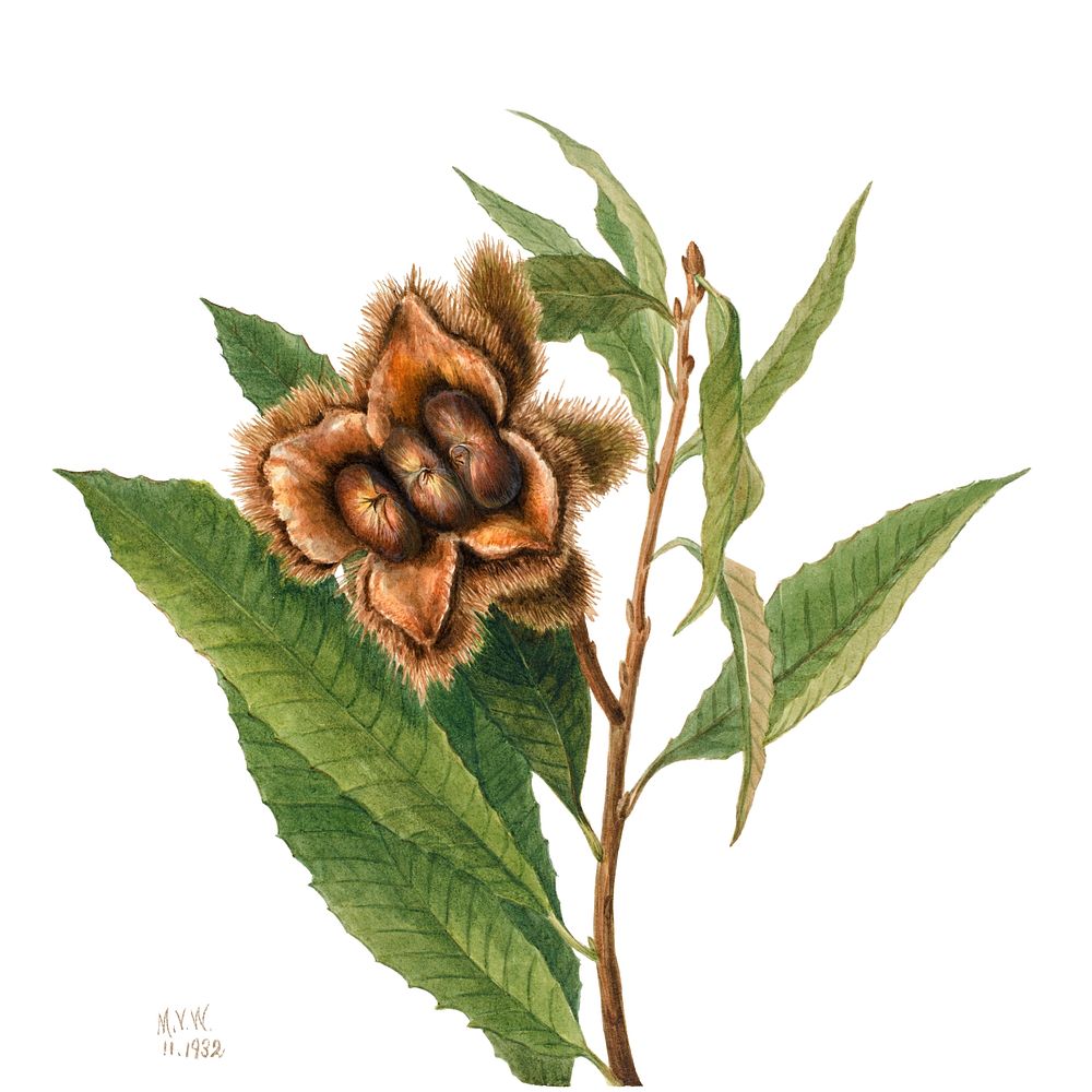 American chestnut psd botanical illustration