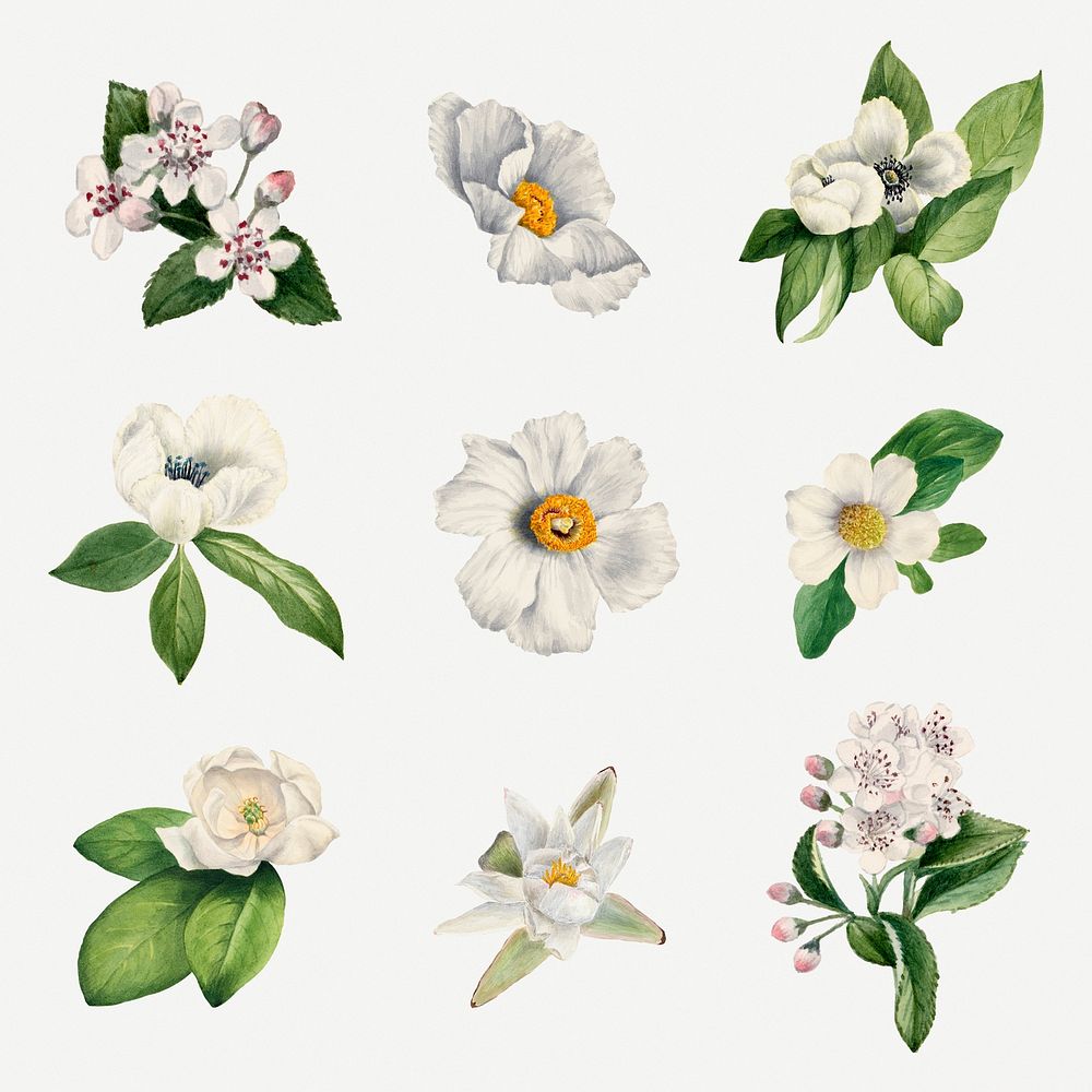 White flower botanical illustration psd set