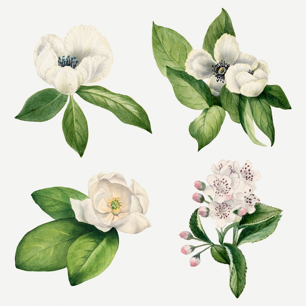 White flower set psd botanical illustration