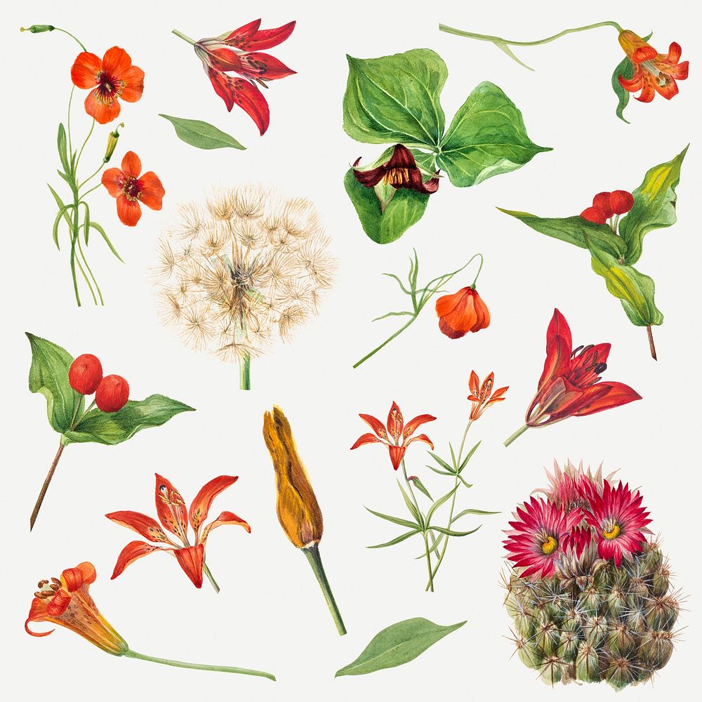 Red, orange and pink flower set psd botanical illustration