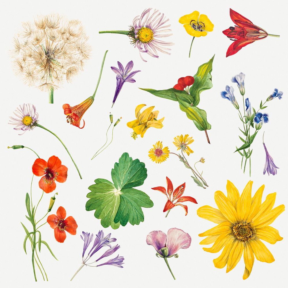 Colorful psd blooming floral illustration set