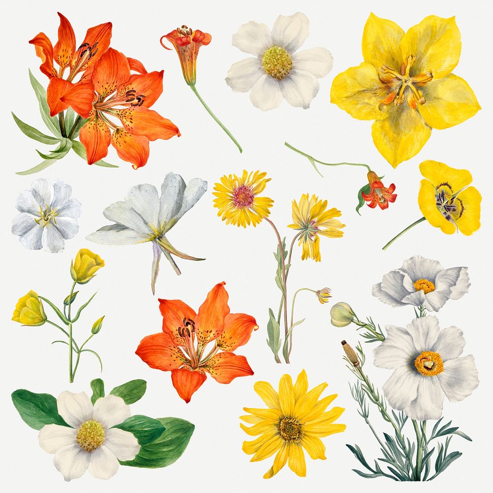 Hand drawn psd blooming flowers illustration set