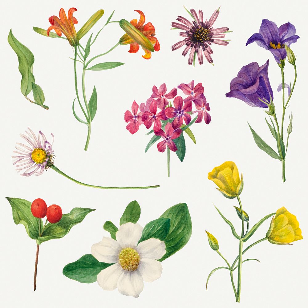 Colorful blooming flowers botanical illustration set, remixed from the artworks by Mary Vaux Walcott