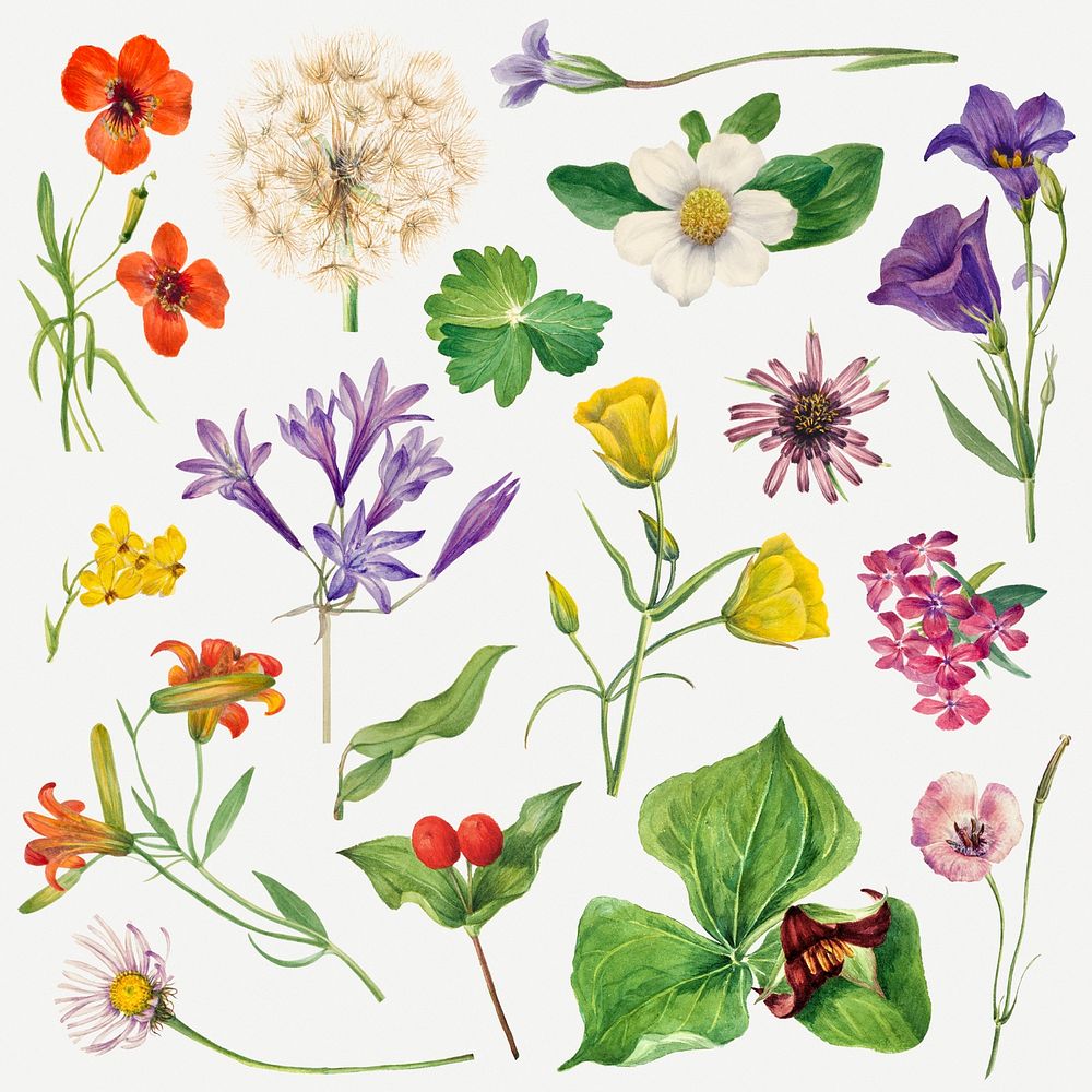 Colorful psd blooming flowers botanical illustration set