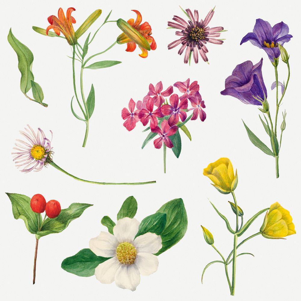 Psd blooming colorful flowers botanical illustration set