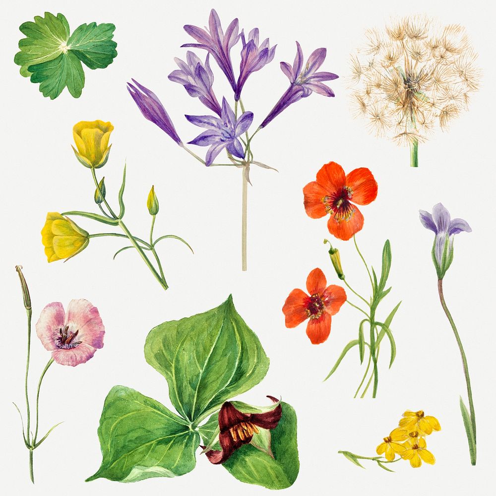 Blooming flowers botanical psd illustration set