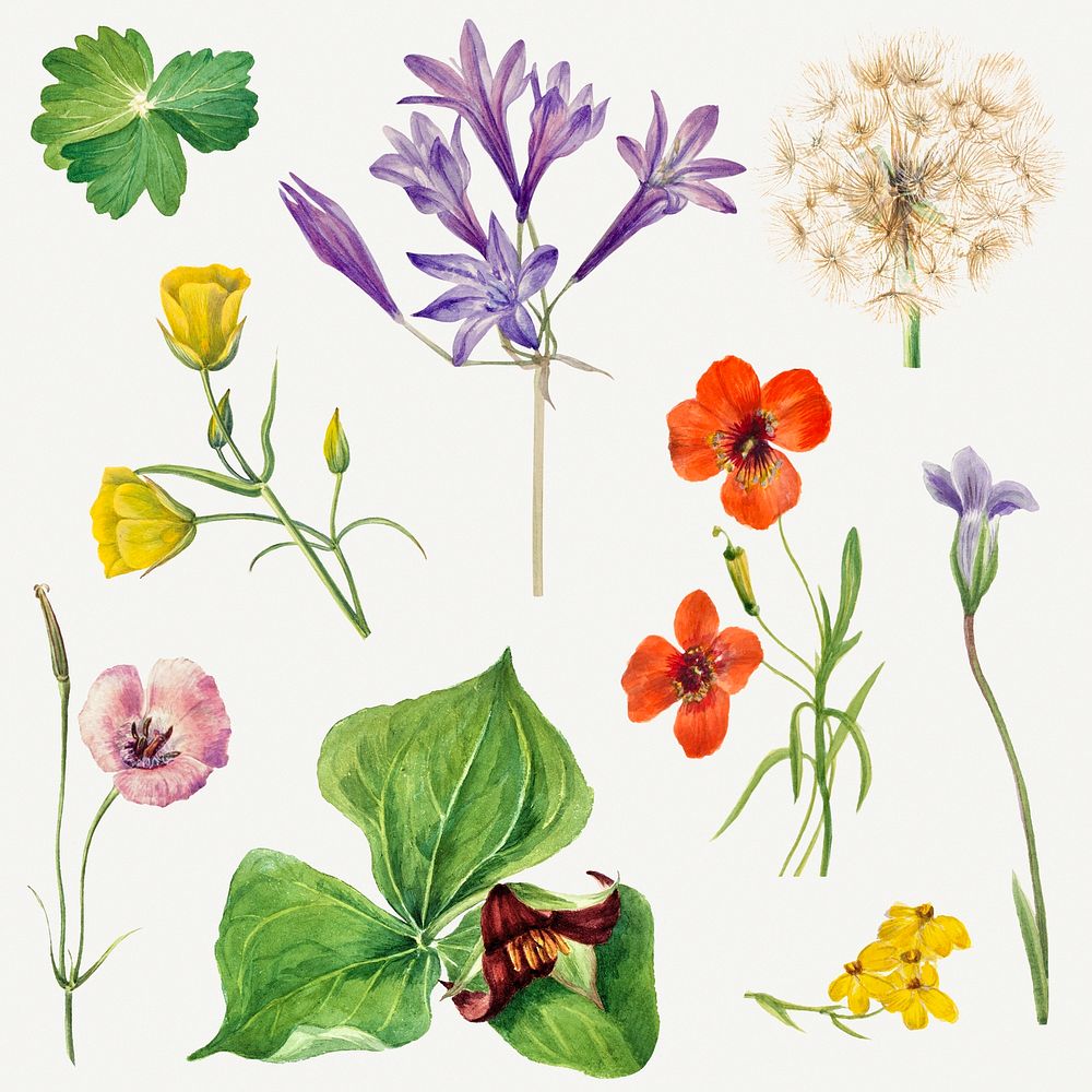 Blooming flowers botanical illustration set, remixed from the artworks by Mary Vaux Walcott