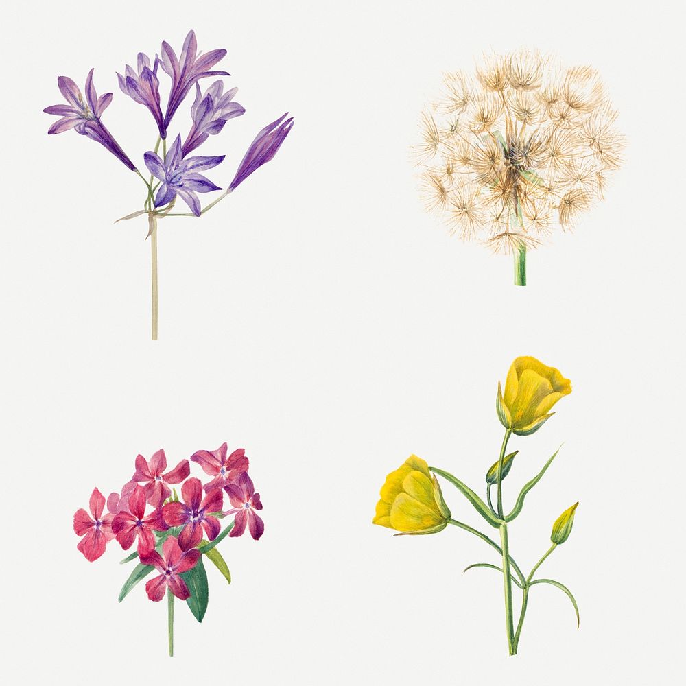 Psd blooming wild flowers botanical drawing set