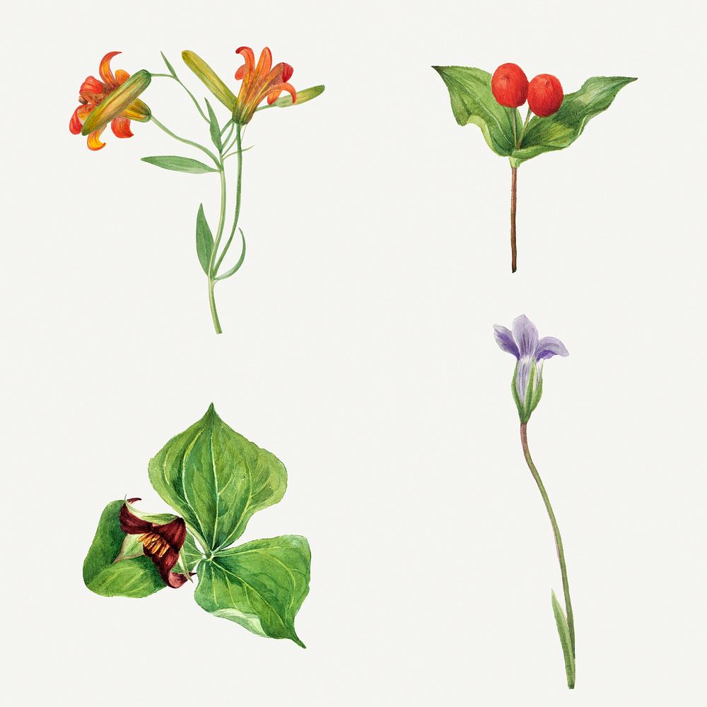 Blooming colorful flowers drawing set, remixed from the artworks by Mary Vaux Walcott