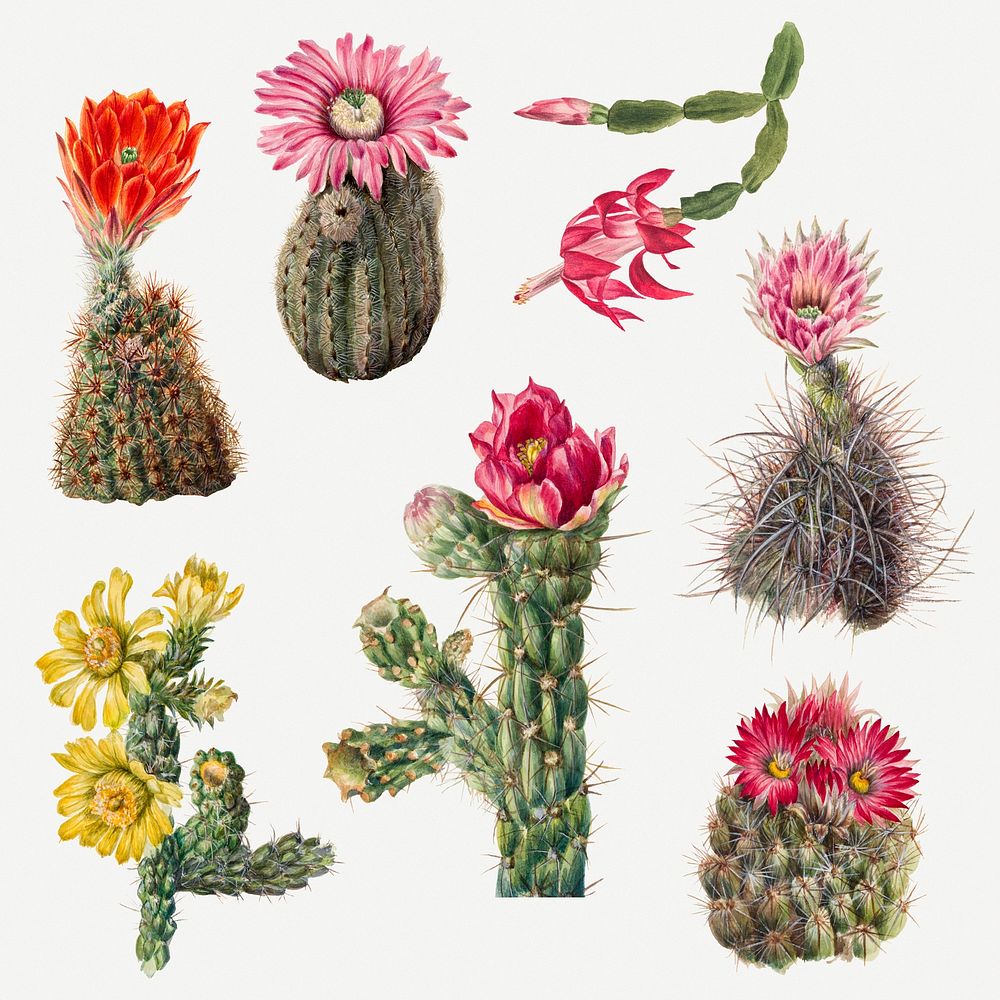 Hand drawn cactus psd floral illustration set