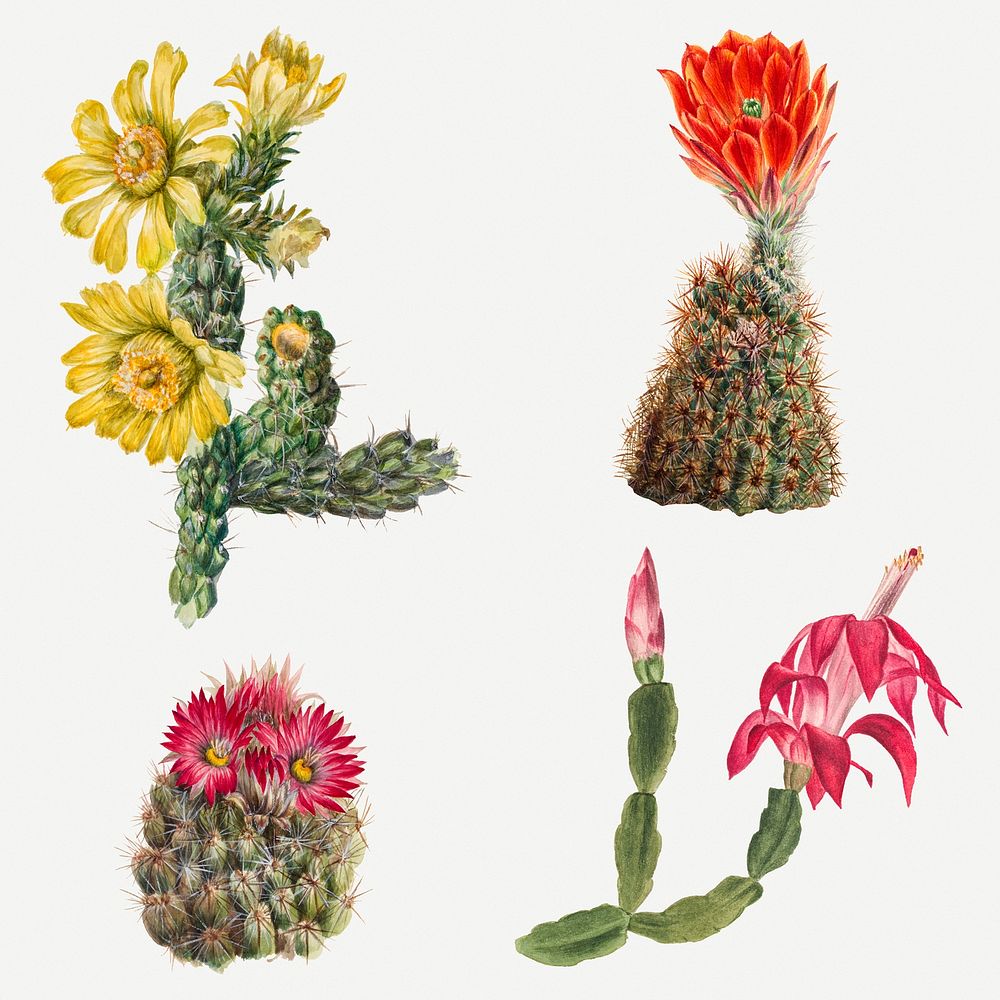 Cactus flowers psd illustration set