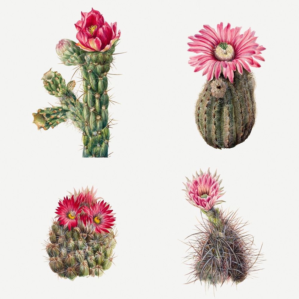 Cactus flowers psd botanical vintage illustration set
