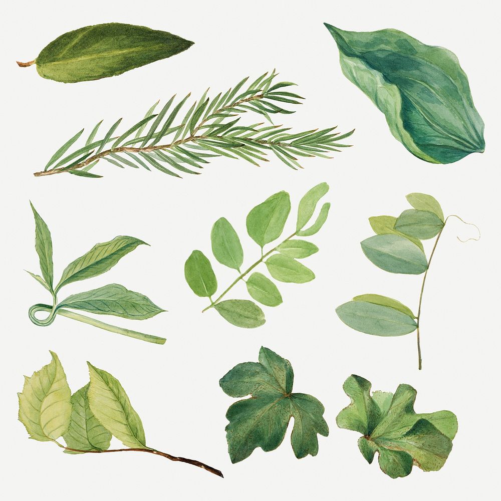 Vintage green leaves botanical illustration psd sticker set