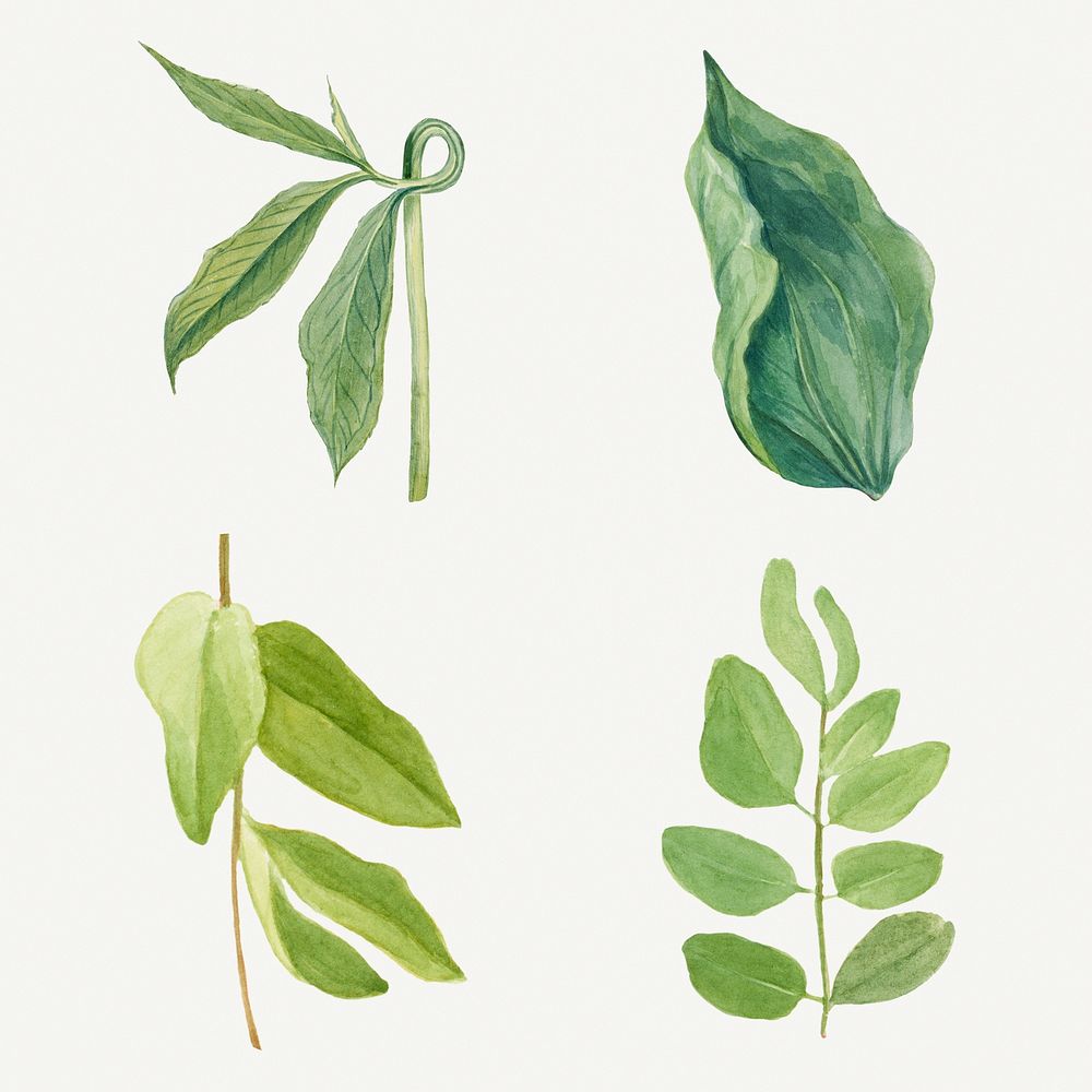 Vintage green leaves illustration set, remixed from the artworks by Mary Vaux Walcott