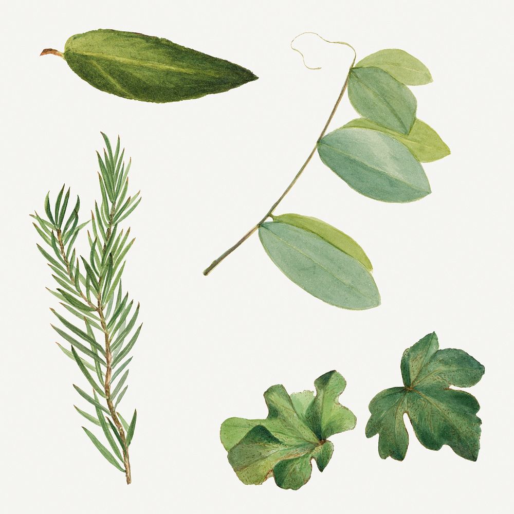 Green leaves botanical vintage illustration set, remixed from the artworks by Mary Vaux Walcott