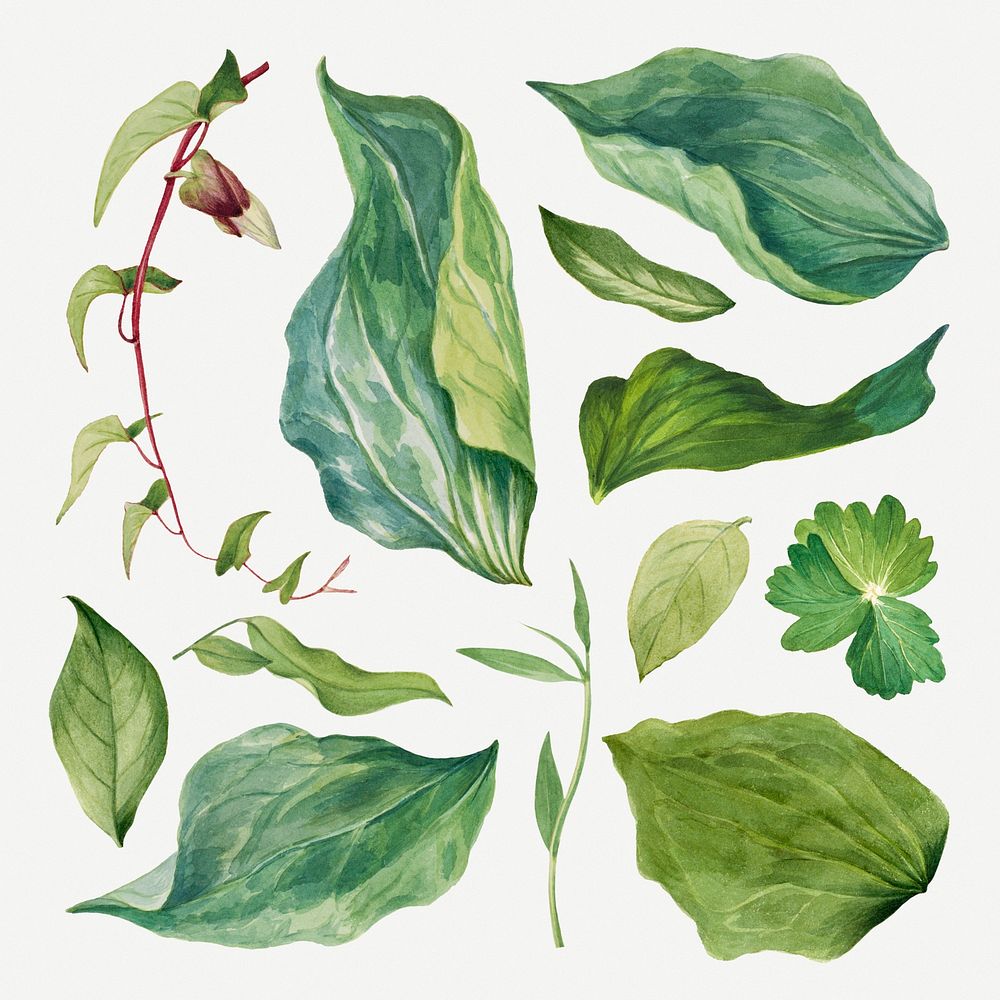 Wild plant green leaves psd illustration set