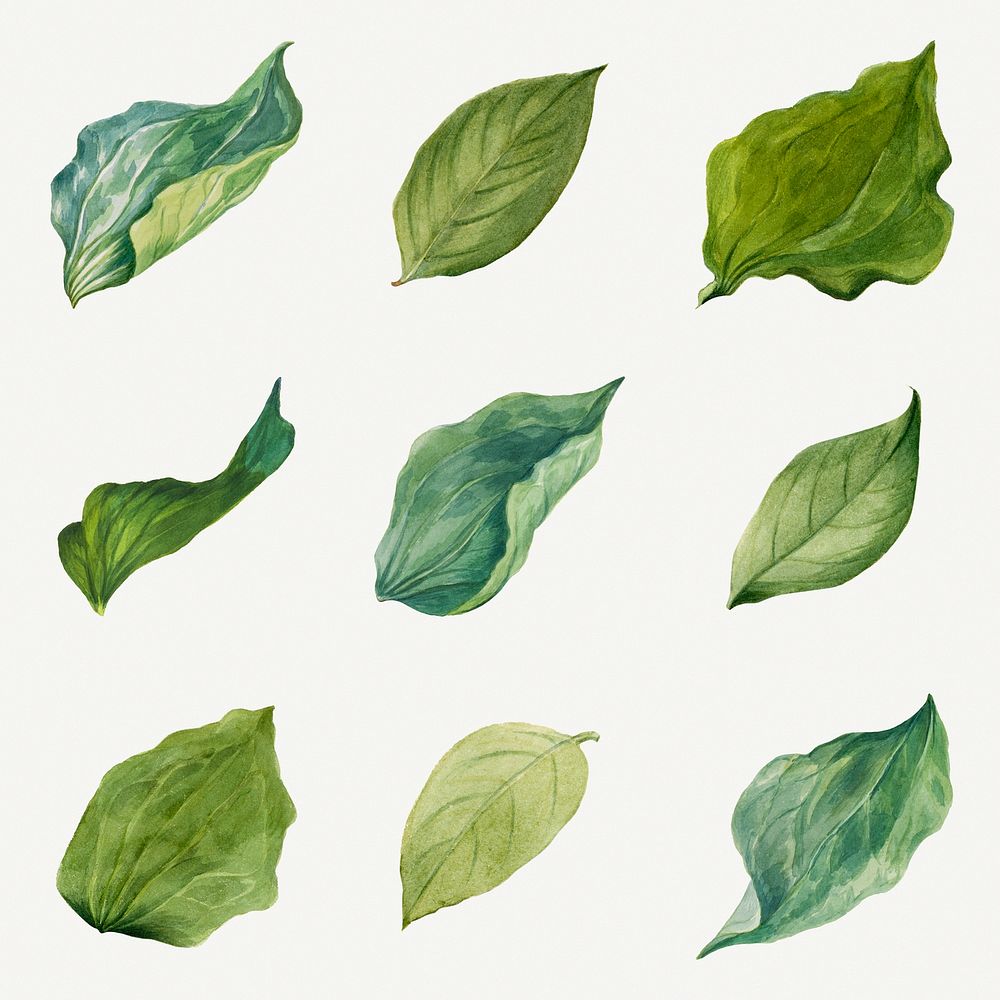 Hand drawn green leaves floral illustration set, remixed from the artworks by Mary Vaux Walcott